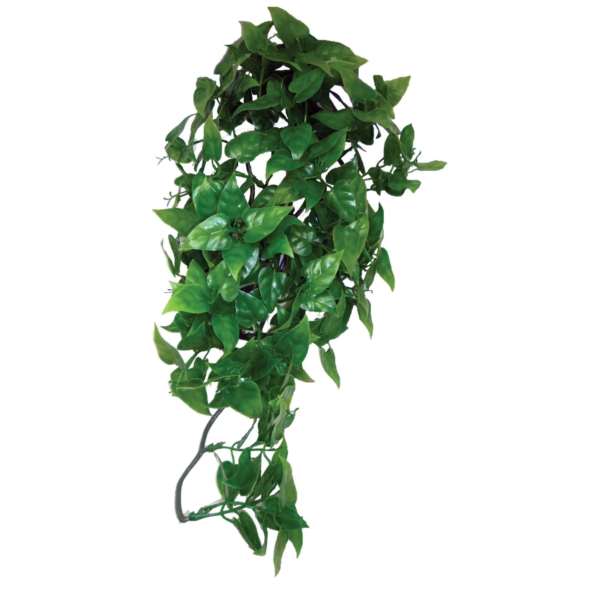 Philodendron Plant - Image 2